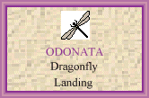Dragonfly's Landing : A creative and elegant site.
