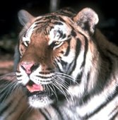 There is eloquent out pouring when the lion is a-roaring, And the tiger is a-lashing of her tail..